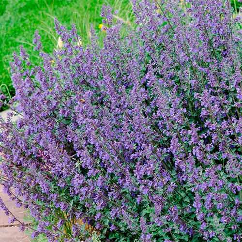 Котовник Фассена Сикс Хиллс Джайант изображение 1 артикул 01355