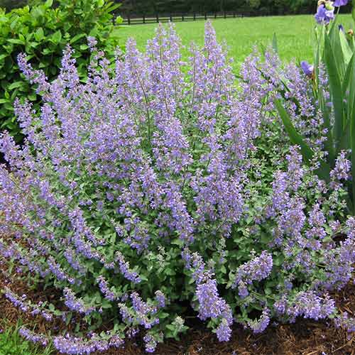 Котовник Фассена Уолкерс Лоу изображение 1 артикул 01356