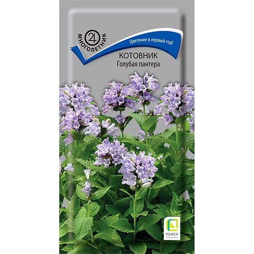 Котовник Голубая пантера Поиск изображение 1 артикул 92750