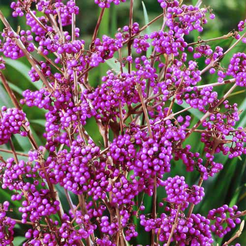 Красивоплодник Бодиньера Геральди артикул фото 2 Красивоплодник Бодиньера Геральди изображение 2 артикул 9532