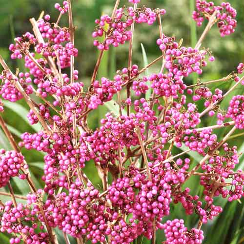 Красивоплодник Бодиньера Профьюжн изображение 1 артикул 73014