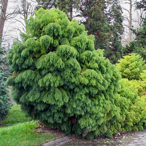 Криптомерия японская Элеганс Виридис артикул фото 1 Криптомерия японская Элеганс Виридис изображение 1 артикул 9425