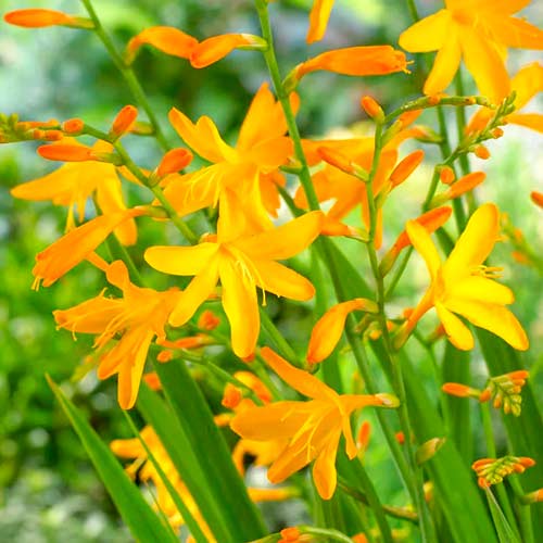 Крокосмия Джордж Дэвидсон изображение 1 артикул 70369