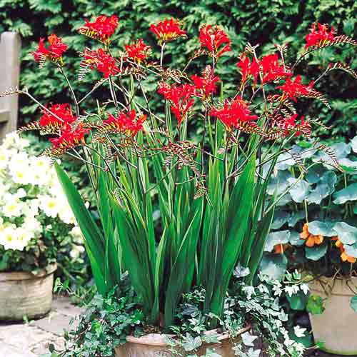 Крокосмия Люцифер (76204): купить луковицы почтой в России | интернет ...