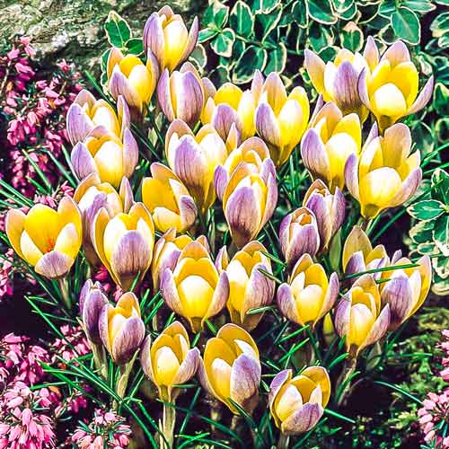 Крокус Адванс изображение 1 артикул 68060