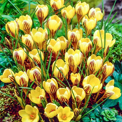 Крокус Джипси Герл изображение 1 артикул 67617