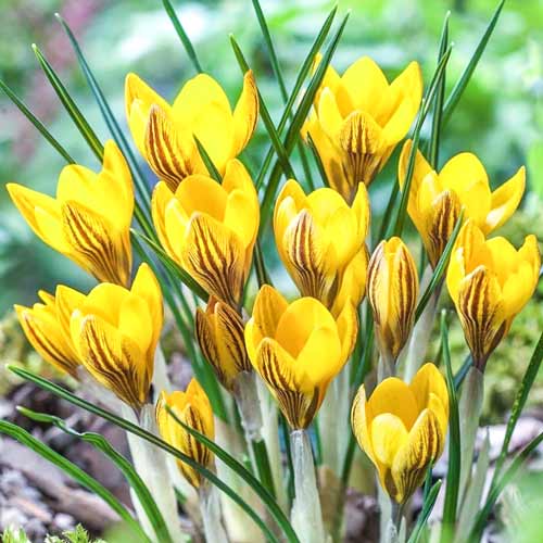 Крокус Дороти изображение 1 артикул 68061