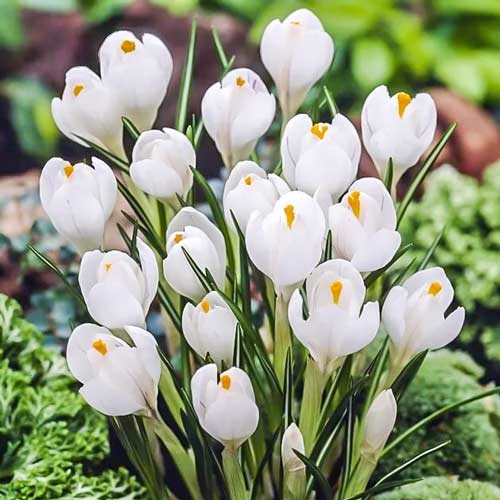 Крокус Жанна д'Арк изображение 1 артикул 67332