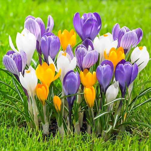 Крокус Весенняя палитра, микс изображение 1 артикул 68015