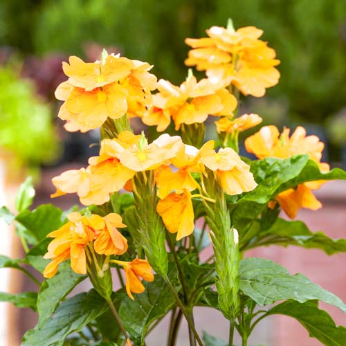 Кроссандра Тропик желтая изображение 1 артикул 71194