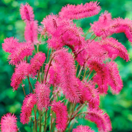 Кровохлебка Обтуза изображение 1 артикул 76362