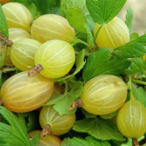 Крыжовник Алтайский слабошипный артикул фото 1 Крыжовник Алтайский слабошипный изображение 1 артикул 5716