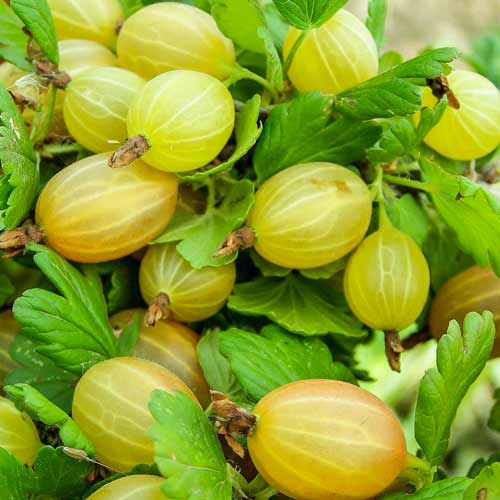 Крыжовник Алтайский изображение 1 артикул 7629