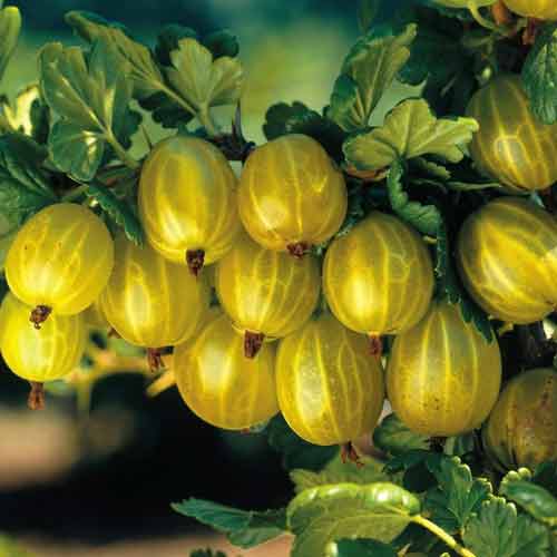 Крыжовник Белорусский сахарный артикул фото 1 Крыжовник Белорусский сахарный изображение 1 артикул 5717