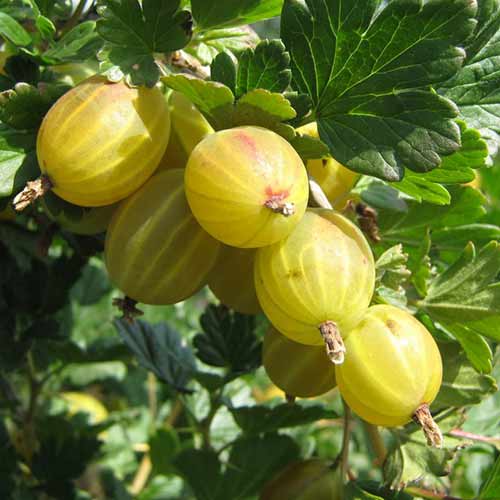 Крыжовник Берилл изображение 1 артикул 4341