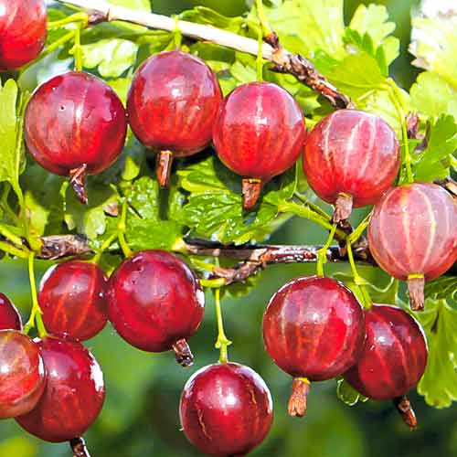 Крыжовник бесшипный розовый артикул фото 1 Крыжовник бесшипный розовый изображение 1 артикул 7513