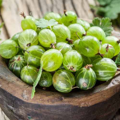 Крыжовник бесшипный Уральский артикул фото 1 Крыжовник бесшипный Уральский изображение 1 артикул 5718