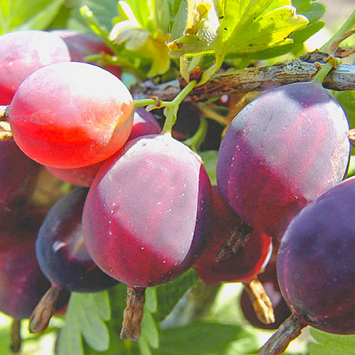 Крыжовник Финик артикул фото 1 Крыжовник Финик изображение 1 артикул 7676