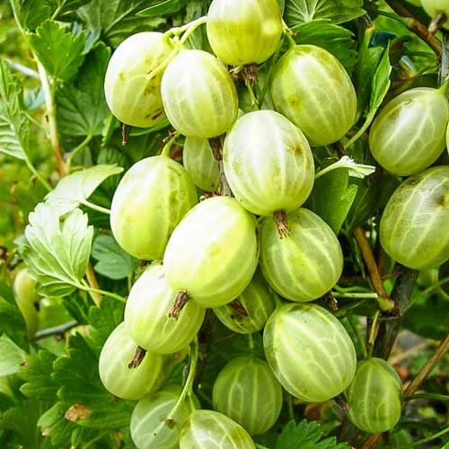 Крыжовник Хиннонмаки Вайт изображение 1 артикул 7594