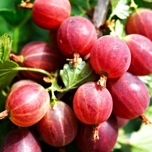 Крыжовник Каменяр изображение 1 артикул 8028