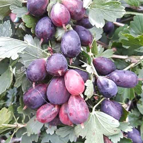 Крыжовник Командор артикул фото 1 Крыжовник Командор изображение 1 артикул 4342