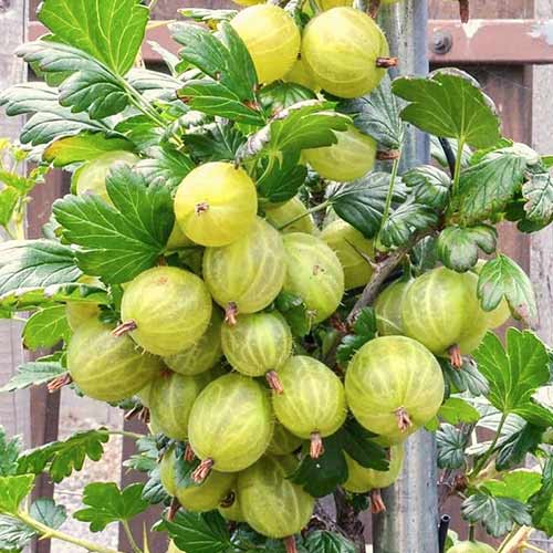 Крыжовник Мраморный артикул фото 1 Крыжовник Мраморный изображение 1 артикул 4333