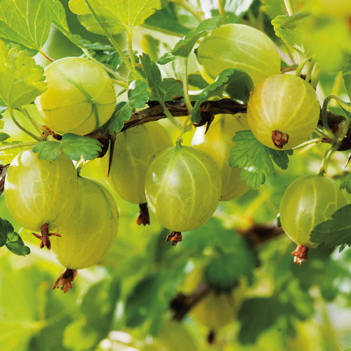 Крыжовник Мукуринес артикул фото 1 Крыжовник Мукуринес изображение 1 артикул 7646