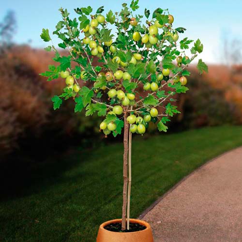 Крыжовник на штамбе Белый триумф артикул фото 1 Крыжовник на штамбе Белый триумф изображение 1 артикул 8005