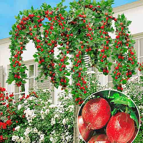 Крыжовник на штамбе Красный триумф изображение 1 артикул 8004