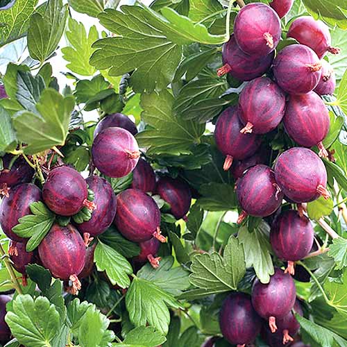 Крыжовник Неслуховский артикул фото 1 Крыжовник Неслуховский изображение 1 артикул 4334