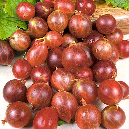 Крыжовник Олави изображение 1 артикул 4343