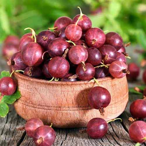 Крыжовник Северный капитан артикул фото 1 Крыжовник Северный капитан изображение 1 артикул 5719