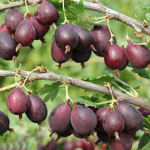 Крыжовник Сливовый артикул фото 1 Крыжовник Сливовый изображение 1 артикул 4338