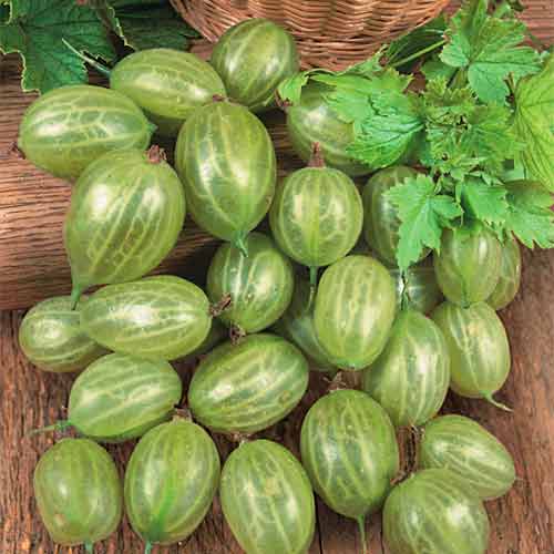 Крыжовник Уральский изумруд изображение 1 артикул 5720