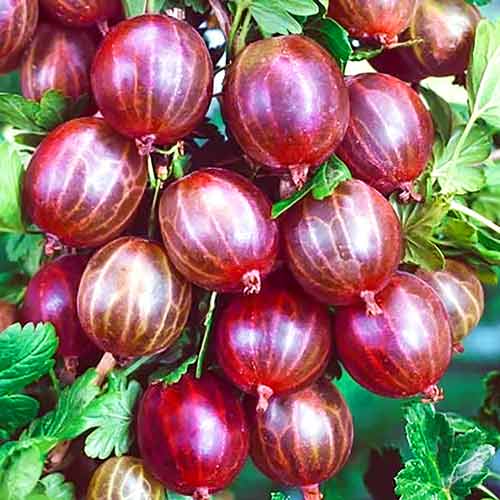 Крыжовник Уральский розовый артикул фото 1 Крыжовник Уральский розовый изображение 1 артикул 8033