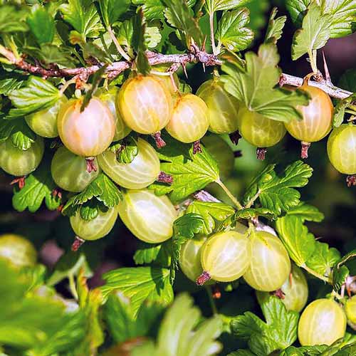 Крыжовник Янтарный изображение 1 артикул 7522