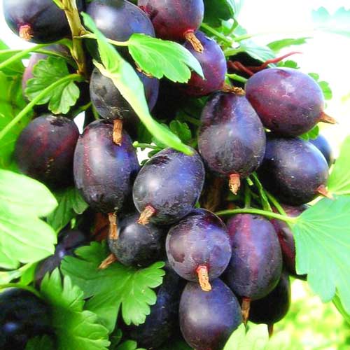 Крыжовник бесшипный Грушенька изображение 1 артикул 7516