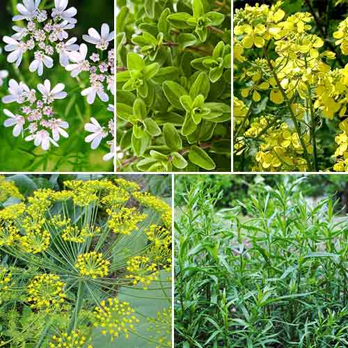 Кухонные пряности для консервирования и солений, смесь семян изображение 1 артикул 65016