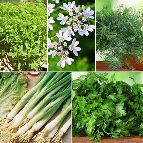 Кухонные пряности к салатам, смесь семян изображение 1 артикул 65018