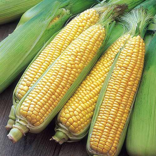 Кукуруза Мадонна F1 Седек изображение 1 артикул 84898
