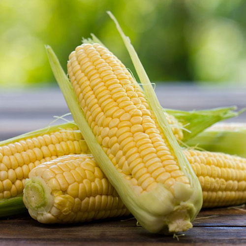 Кукуруза Сахарная королева Premium Seeds изображение 1 артикул 83756