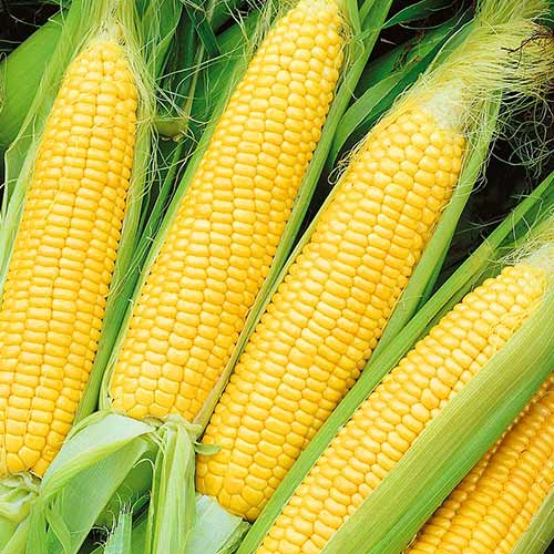 Кукуруза Симпатия F1 Седек изображение 1 артикул 84899