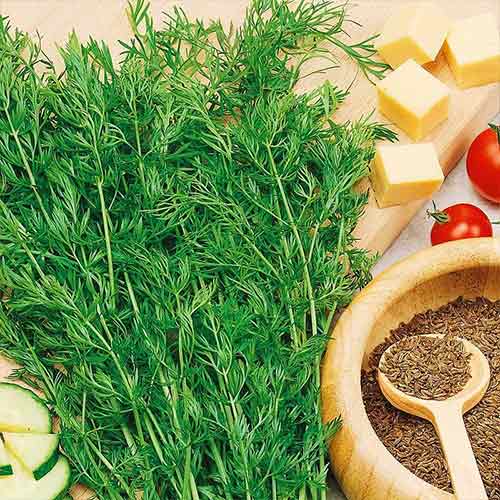 Кумин Восточная сказка Седек артикул фото 1 Кумин Восточная сказка Седек изображение 1 артикул 84911