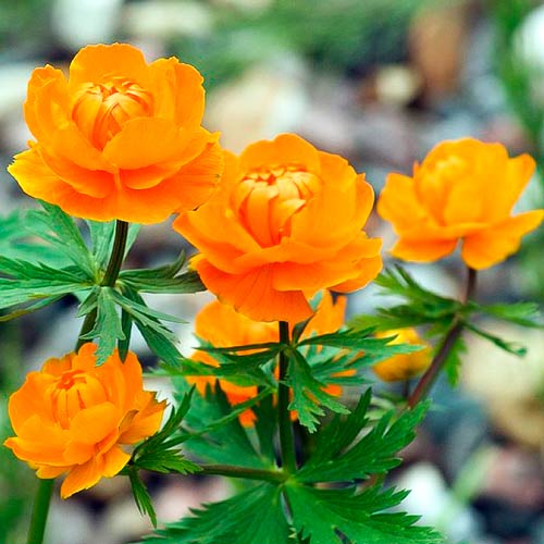 Купальница Оранж Принцесс изображение 1 артикул 76364