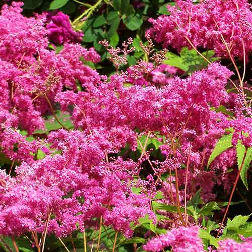 Лабазник (Филипендула) Пурпл изображение 1 артикул 76066