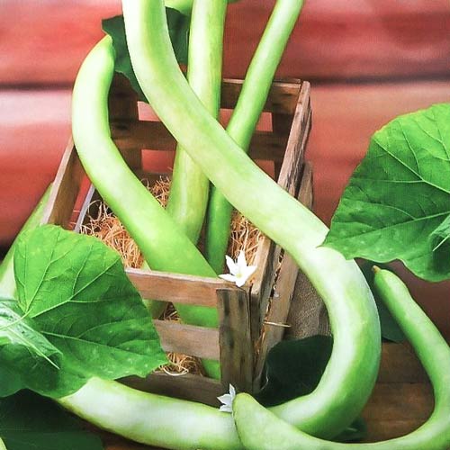 Лагенария Змеевидная артикул фото 1 Лагенария Змеевидная изображение 1 артикул 74276