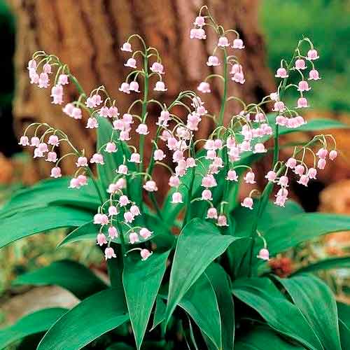 Ландыш майский Розеа изображение 1 артикул 76201