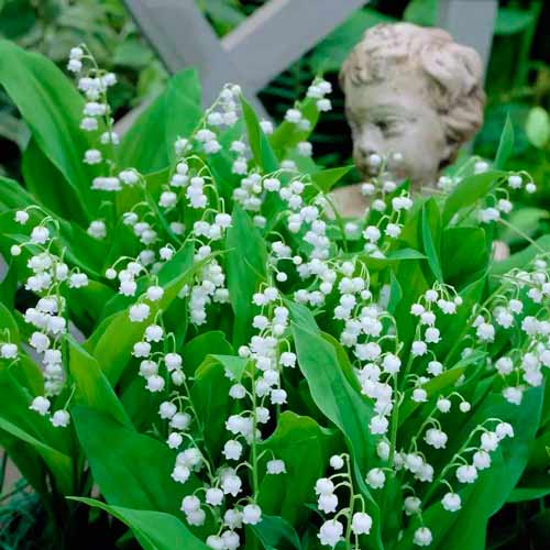 Ландыш майский изображение 2 артикул 67119