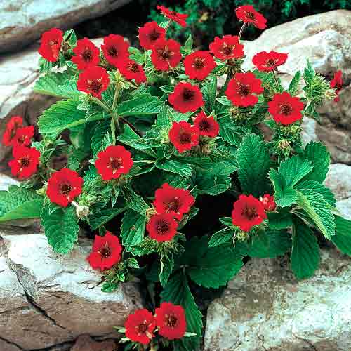 Лапчатка (потентилла) Гибсон Скарлет изображение 1 артикул 67272