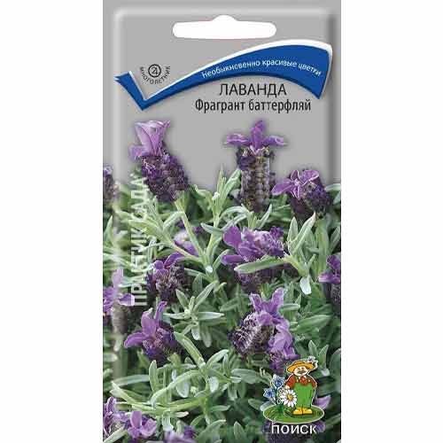 Лаванда Фрагрант Баттерфляй Поиск артикул фото 1 Лаванда Фрагрант Баттерфляй Поиск изображение 1 артикул 84986